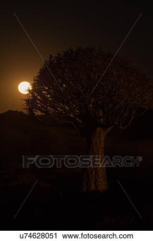 Stock Image - Full moon rising in the quiver tree forest. Fotosearch