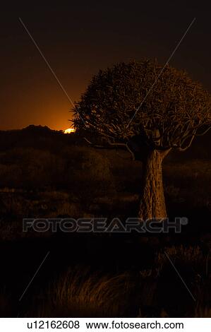 Full moon rising in the quiver tree forest View Large Photo Image Stock Photo - Full moon rising in the quiver tree forest. Fotosearch