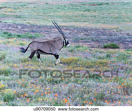 Gambolling in the flowers View Large Photo Image Stock Image - Gambolling in the flowers. Fotosearch