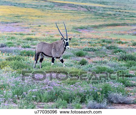 Stock Photograph - Gambolling in the flowers. Fotosearch