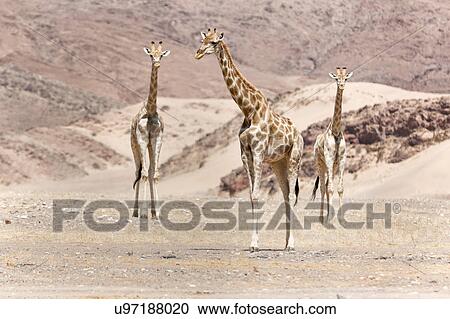 Giraffe desert camoflage View Large Photo Image Stock Image - Giraffe desert camoflage. Fotosearch