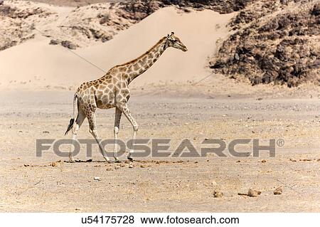 Giraffe desert camoflage View Large Photo Image Stock Photo - Giraffe desert camoflage. Fotosearch