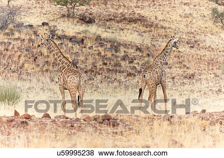 Stock Photo - Giraffe desert camoflage. Fotosearch