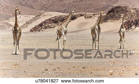 Stock Photo - Giraffe desert camoflage. Fotosearch