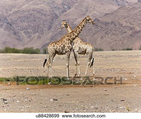 Stock Photo - Giraffe desert camoflage. Fotosearch
