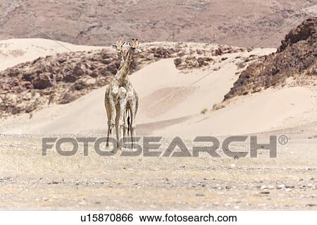 Giraffe desert camoflage View Large Photo Image Stock Photograph - Giraffe desert camoflage. Fotosearch