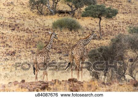 Stock Photograph - Giraffe desert camoflage. Fotosearch