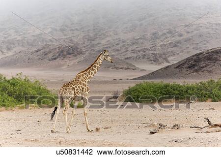 Giraffe in desert mist View Large Photo Image Stock Image - Giraffe in desert mist. Fotosearch