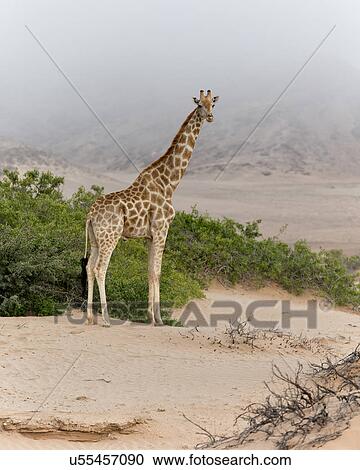 Stock Image - Giraffe in desert mist. Fotosearch