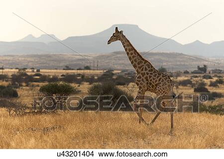 Picture - Giraffe in the Namib. Fotosearch