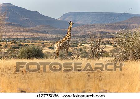 Stock Photograph - Giraffe in the Namib. Fotosearch