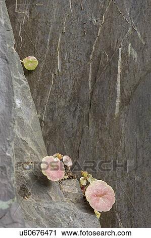 Stock Image - Hanging on. Fotosearch