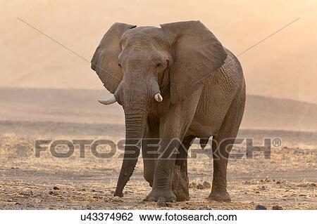 Heading for the water hole View Large Photo Image Stock Image - Heading for the water hole. Fotosearch