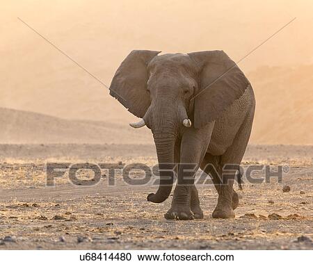 Heading for the water hole View Large Photo Image Stock Image - Heading for the water hole. Fotosearch
