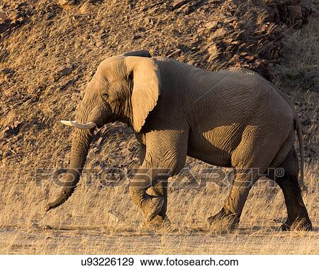 Stock Photo - heading for the waterhole at sunset. Fotosearch