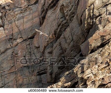 High against the rock face View Large Photo Image Stock Photo - High against the rock face. Fotosearch