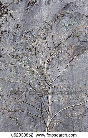 Stock Image - High perch. Fotosearch
