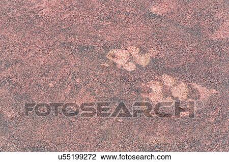 Hyena print in red sand View Large Photo Image Stock Image - Hyena print in red sand. Fotosearch