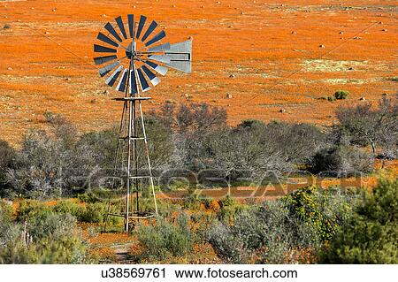 Stock Image - Iconic windmill in Namakwaland wild flowers. Fotosearch