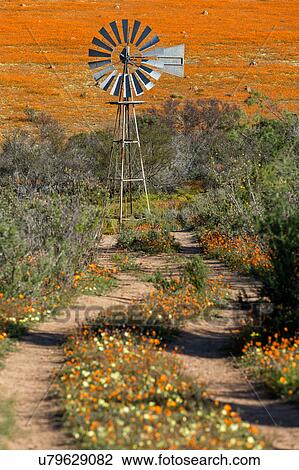 Stock Image - Iconic windmill in Namakwaland wild flowers. Fotosearch