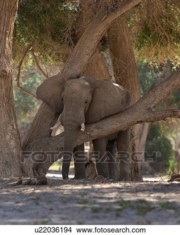 Picture - Just having a rest in the midday sun. Fotosearch