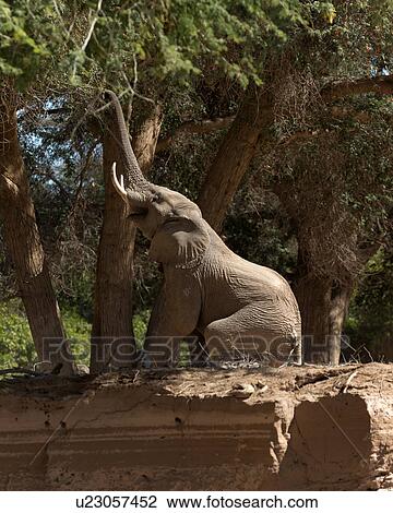 Stock Image - Just out of reach. Fotosearch