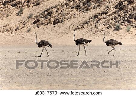 Stock Photo - Ladies morning parade. Fotosearch