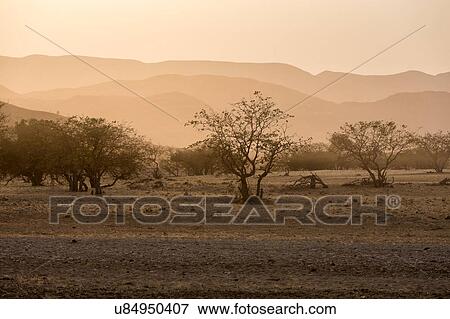 Misty dawn light in the Namib desert View Large Photo Image Stock Photo - Misty dawn light in the Namib desert. Fotosearch