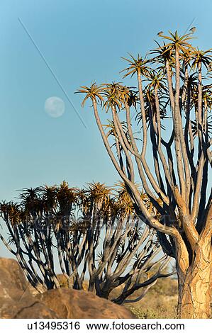 Stock Photograph - Moonset in the quiver tree forest. Fotosearch
