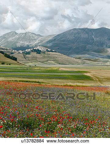 Mountain meadow of Piano Grande, Umbria, Italy, with wildflowers View Large Photo Image Picture - Mountain meadow of Piano Grande, Umbria, Italy, with wildflowers. Fotosearch