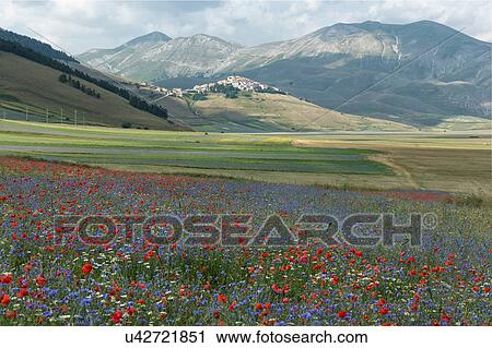 Mountain meadow of Piano Grande, Umbria, Italy, with wildflowers View Large Photo Image Stock Image - Mountain meadow of Piano Grande, Umbria, Italy, with wildflowers. Fotosearch