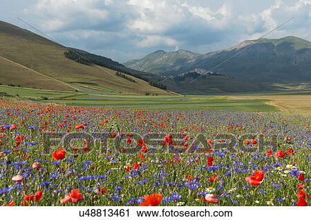 Stock Image - Mountain meadow of Piano Grande, Umbria, Italy, with wildflowers. Fotosearch