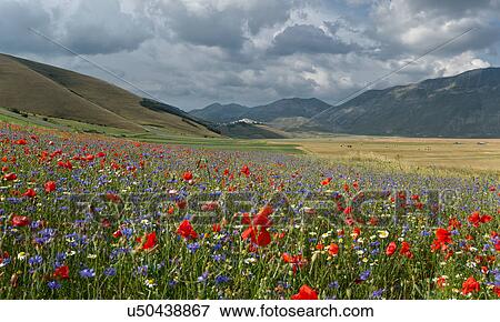 Stock Photo - Mountain meadow of Piano Grande, Umbria, Italy, with wildflowers. Fotosearch