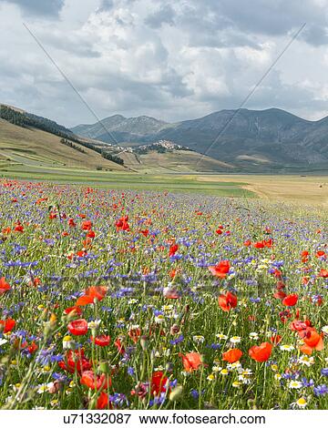 Stock Photo - Mountain meadow of Piano Grande, Umbria, Italy, with wildflowers. Fotosearch