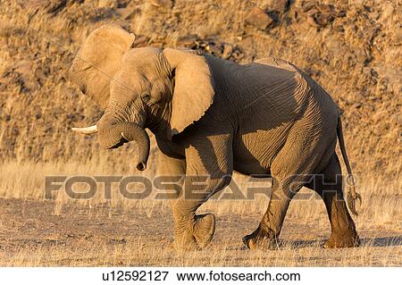 Stock Photo - My trunk is heavy. Fotosearch