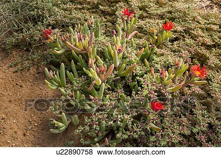 Stock Photo - Namakwaland wild flower close up. Fotosearch