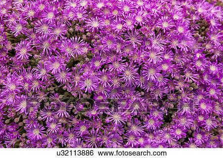 Namakwaland wild flower close up View Large Photo Image Stock Photograph - Namakwaland wild flower close up. Fotosearch