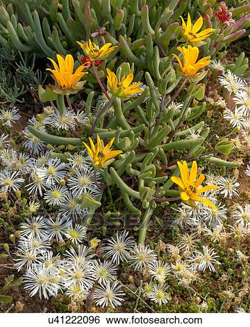 Namakwaland wild flower close up View Large Photo Image Stock Photograph - Namakwaland wild flower close up. Fotosearch