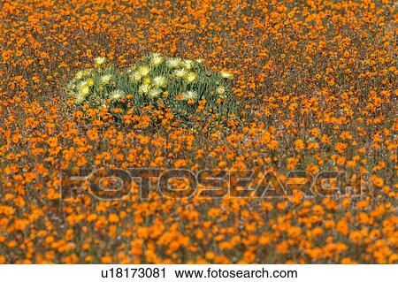 Namakwaland wild flowers View Large Photo Image Stock Image - Namakwaland wild flowers. Fotosearch