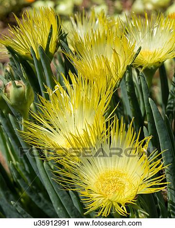 Stock Image - Namakwaland wild flowers. Fotosearch