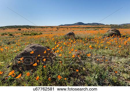 Namakwaland wild flowers View Large Photo Image Stock Image - Namakwaland wild flowers. Fotosearch