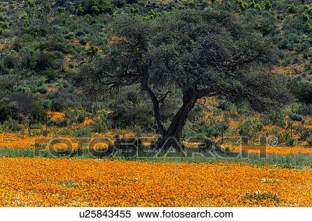 Stock Photography - Namakwaland wild flowers. Fotosearch