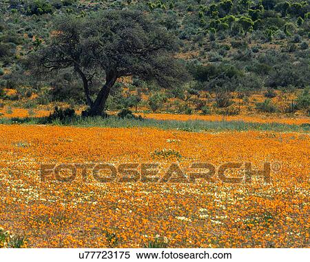 Stock Photography - Namakwaland wild flowers. Fotosearch