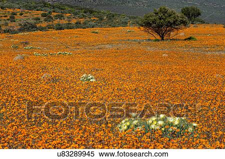 Namakwaland wild flowers View Large Photo Image Stock Photography - Namakwaland wild flowers. Fotosearch