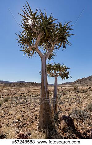 Stock Photo - Nature's stars. Fotosearch