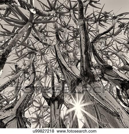 Nature's stars View Large Photo Image Stock Photo - Nature's stars. Fotosearch