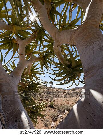 Stock Photograph - Nature's stars. Fotosearch