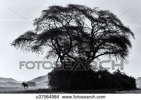 Picture - Oryx and acacia silhouette. Fotosearch
