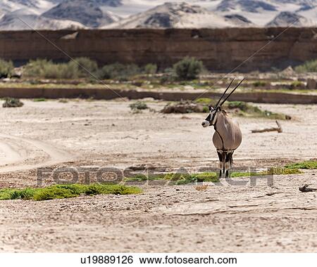 Stock Photograph - Oryx in dry river bed. Fotosearch