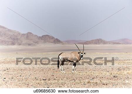 Stock Image - Oryx in the Namib desert. Fotosearch